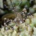 shrimp_cleaner_spotted_dome_nwp_h_0334_tci2287.jpg